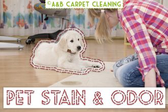 Pet Stain and Odor Removal - Brooklyn Pet Stain and Odor Removal - Brooklyn